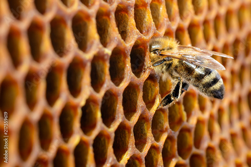 Bees in a beehive on honeycomb with copyspace. Bee turns nectar into fresh and healthy honey. Concept of beekeeping. photo