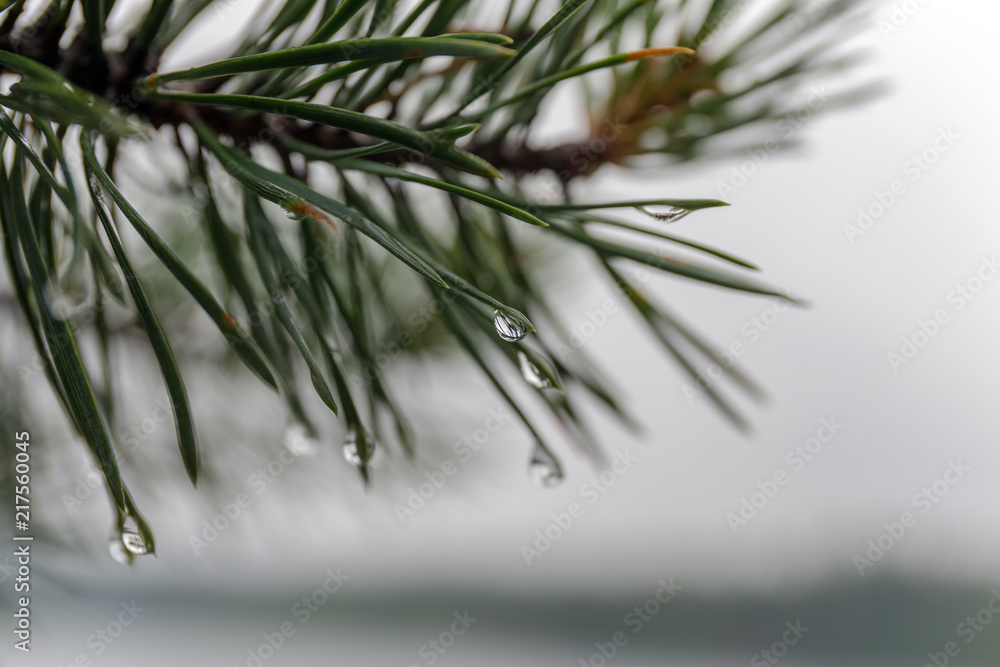 Naklejka premium wet pine branch close up