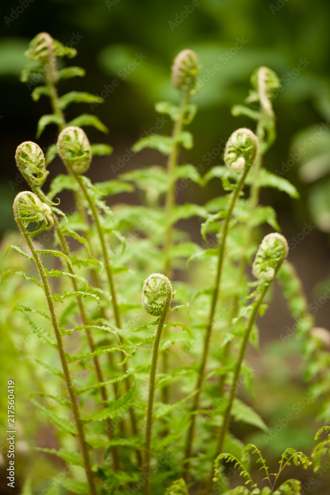 green fern grows in a forest in early spring green fern grows in a forest in early spring