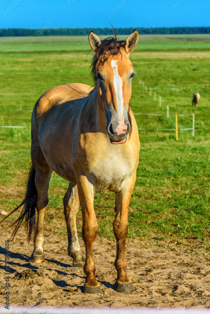 portrait of a horse on a summer field portrait of a horse on a summer field