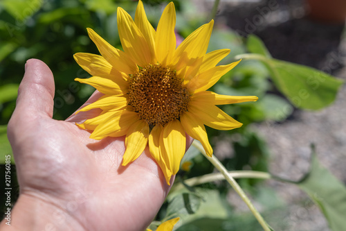 Sonnenblume in der Hand