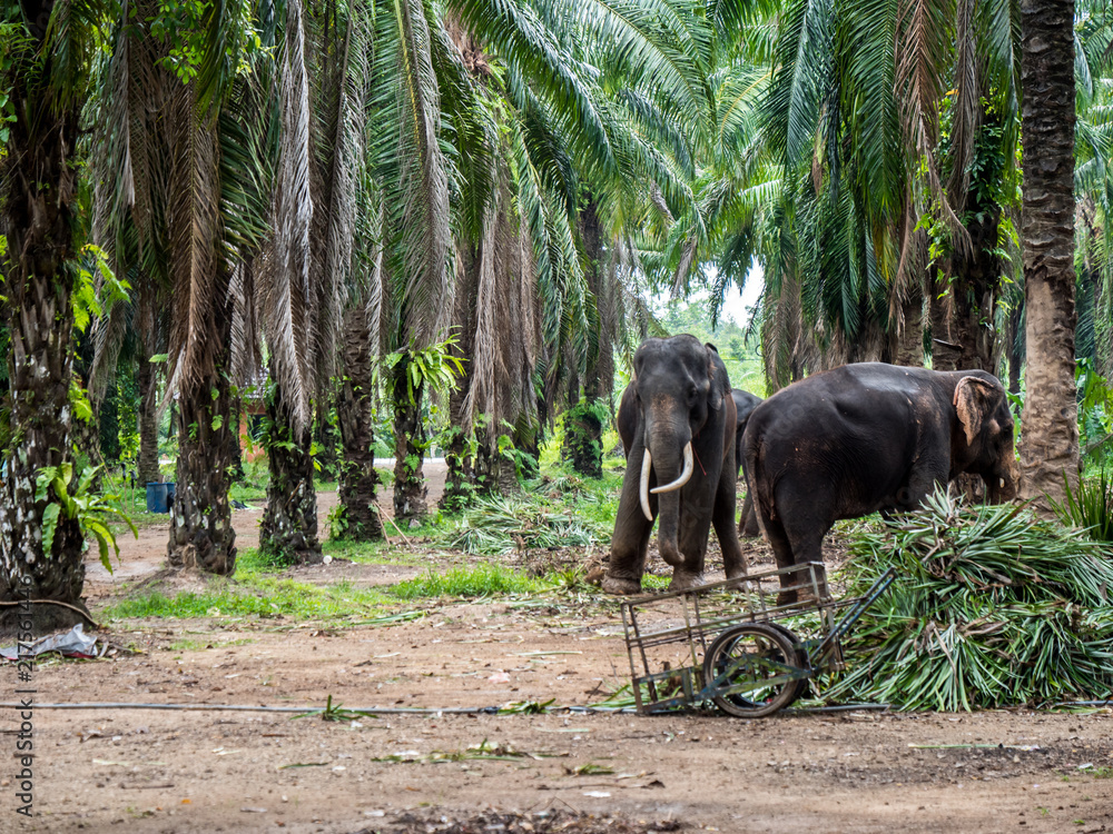 Obraz elephants in the jungle eating bamboo