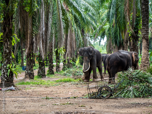 Photography elephants in the jungle eating bamboo