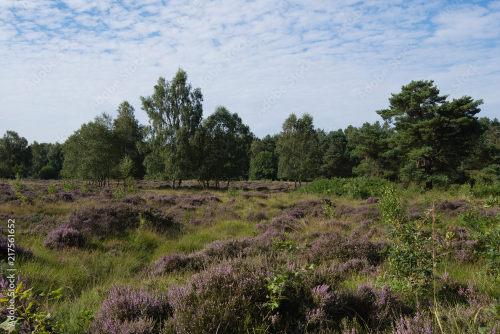 The fenced off heathland area of Allerthorpe Woods The fenced off heathland area of Allerthorpe Woods