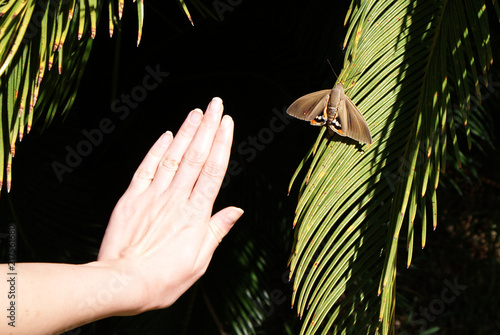 Mariposa paysandisia posada en una rama de cica en día soleado. Insecto volador sobre hojas de palmera japonesa junto a mano de mujer joven. Plaga, especie invasora en Mediterráneo y Europa. photo