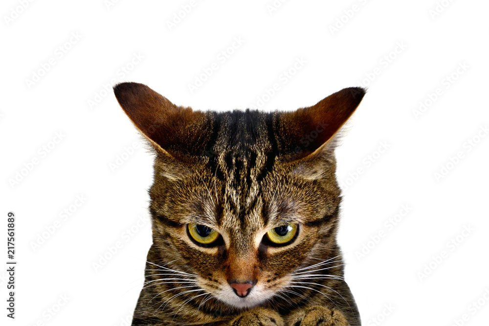 Very Angry Cat 