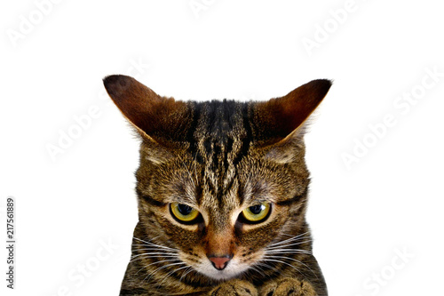 A furious cat is ready to attack! Very angry kitten. A cat on a white background, a poster, an inscription, an advertisement.  Enjoying, joyful, whiskers,  poster, card,  emotion, fall