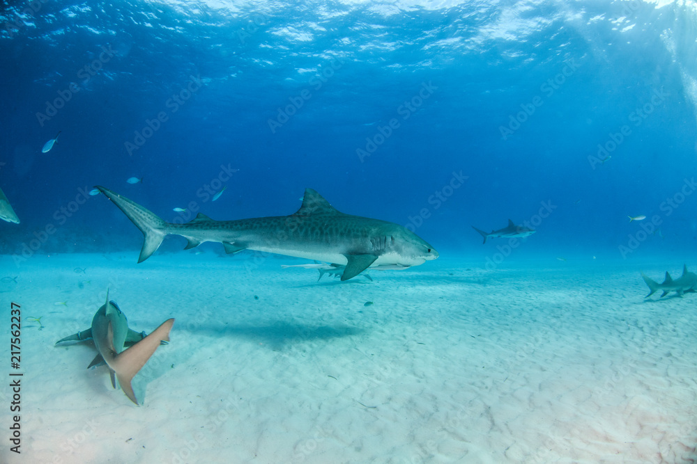 Tiger shark at Tigerbeach, Bahamas Tiger shark at Tigerbeach, Bahamas