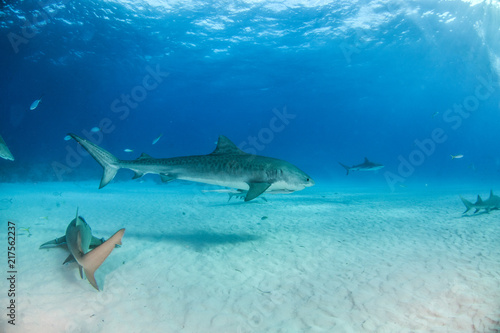 Tiger shark at Tigerbeach, Bahamas