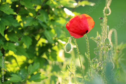 Fototapeta Naklejka Na Ścianę i Meble -  Mohn