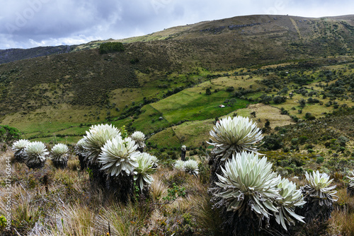 Paramo de Oceta in Boyaco, Colombia photo