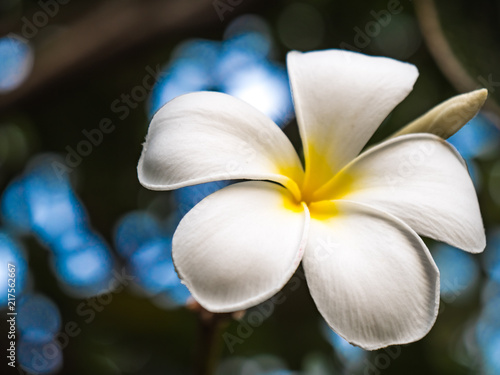 White flower