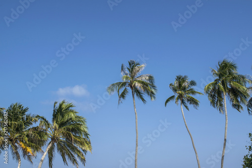 giant palm trees