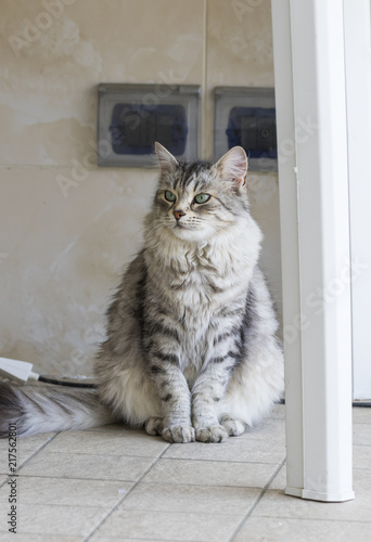 Long haired cat in a garden. Hypoallergenic pet of livestock, siberian breed grey color female