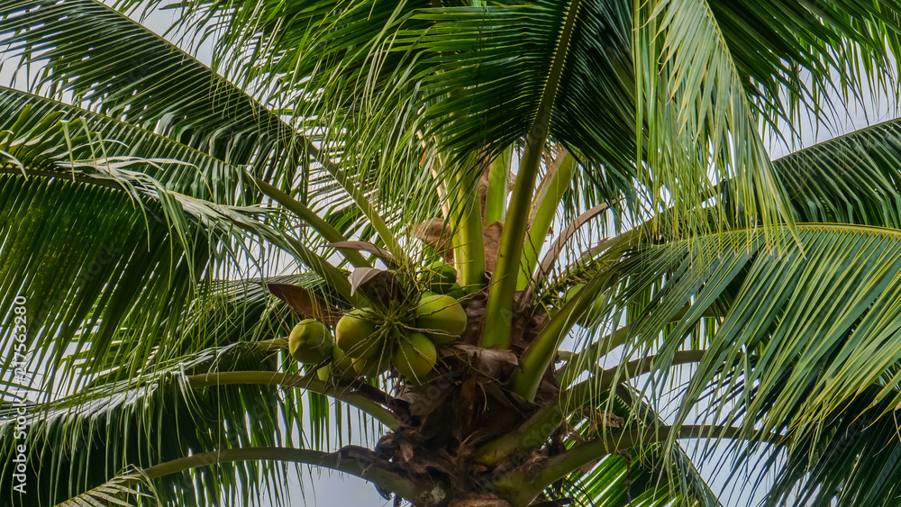  palm tree with coconut