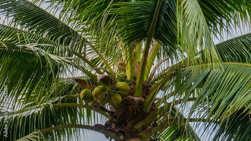  palm tree with coconut