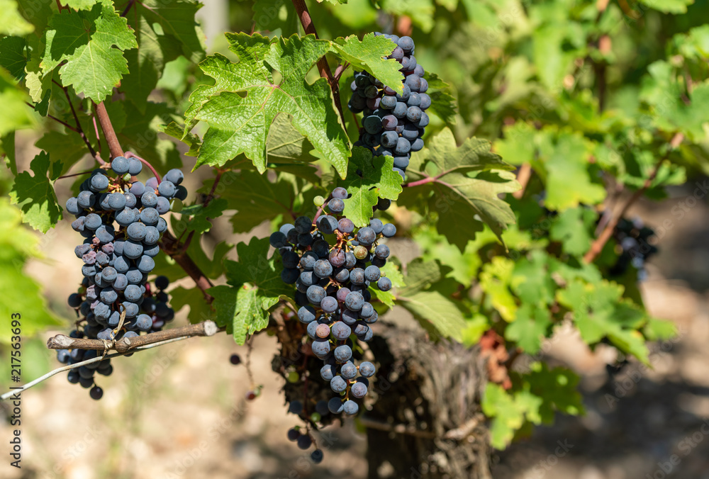 MEDOC (Gironde, France), vignoble de Margaux