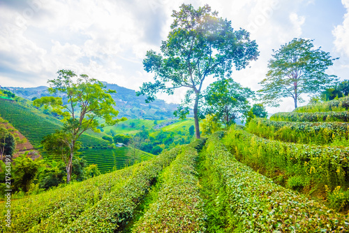 Beautiful fresh green oolong tea field plantation, Mae Salong near Chiang Rai, North of Thailand in Asia
