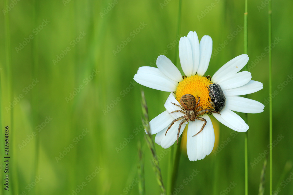 Fototapeta premium Braune Krabbenspinne