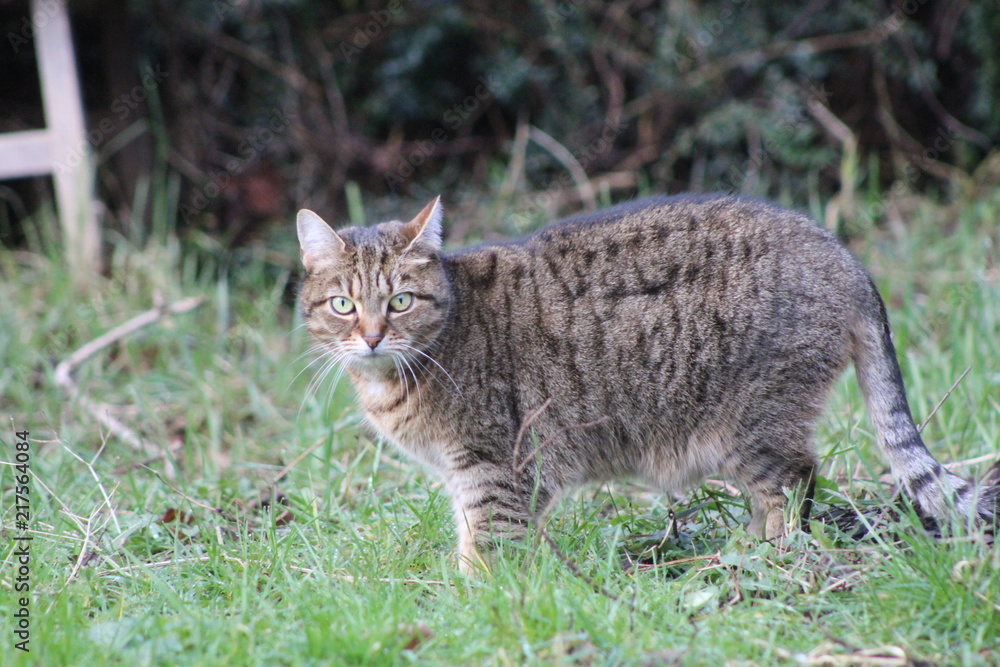Cat Cat
