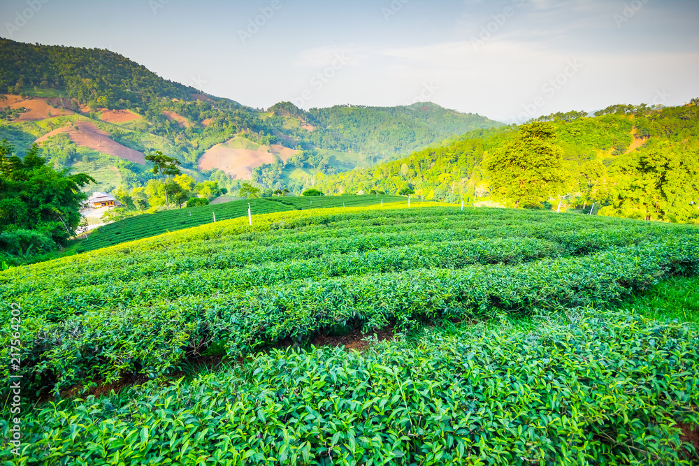 Beautiful fresh green oolong tea field plantation, Mae Salong near Chiang Rai, North of Thailand in Asia Beautiful fresh green oolong tea field plantation, Mae Salong near Chiang Rai, North of Thailand in Asia