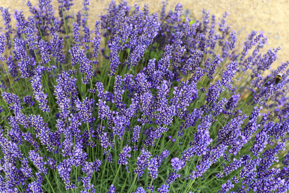 Naklejka premium Beautiful blooming lavenders in garden