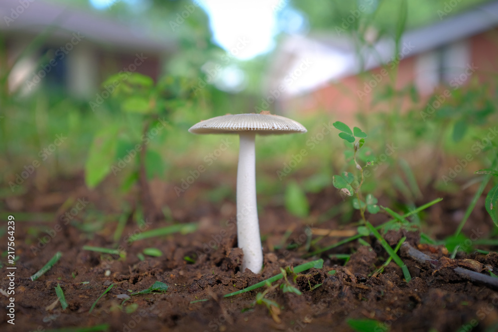 Mushroom Mushroom