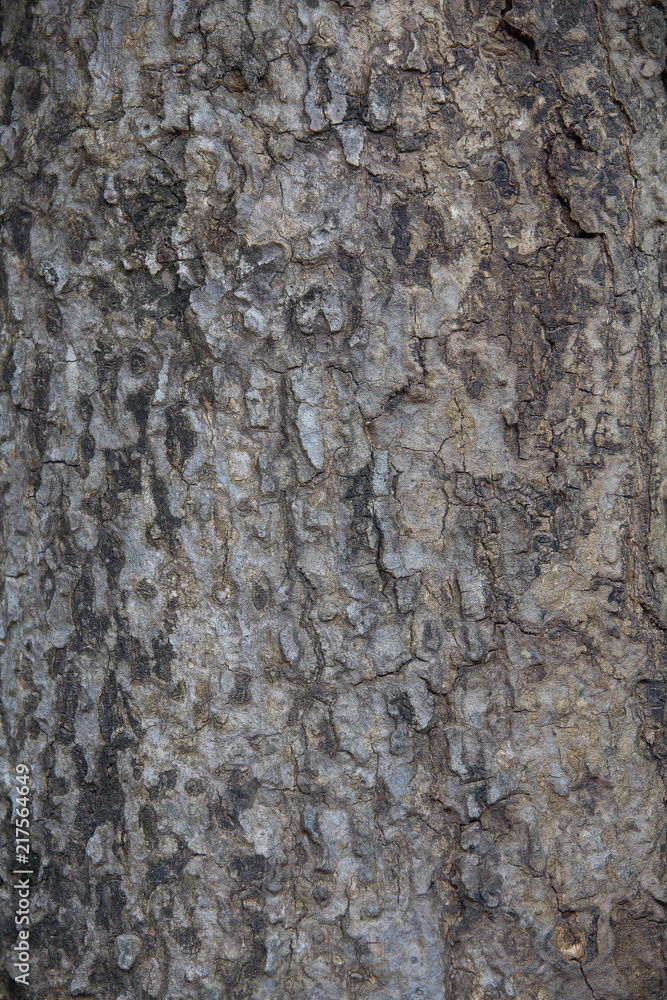Tree bark rough texture for background . Tree bark rough texture for background .