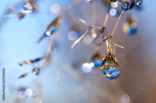 blue dew drops on grass in autumn. autumn meadow background blur