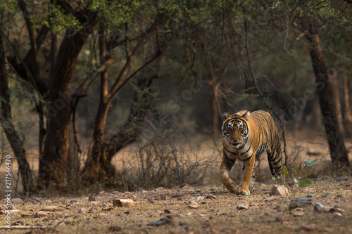 Royal Bengal Tiger Habitat Ranthambore Tiger Reserve Rajasthan India