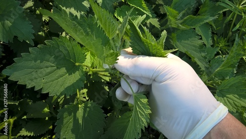 ortica pianta erbacea perenne raccolta con guanti in lattice 