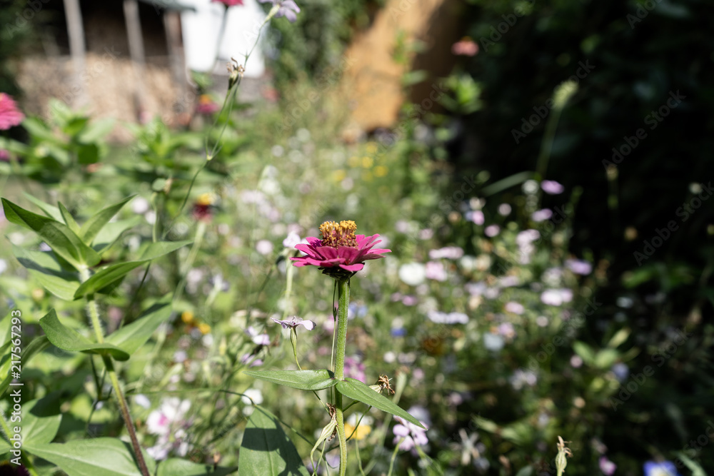 Obraz premium Beautiful meadow with a lot of different flowers and blossoms
