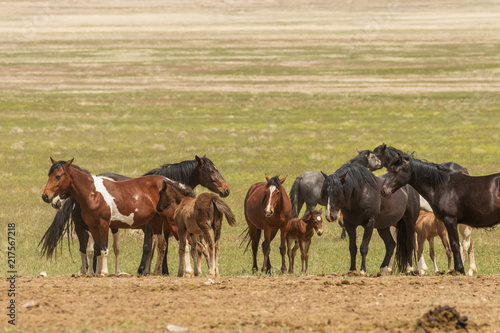 Fototapeta Naklejka Na Ścianę i Meble -  Wild Horses in Utah in Summer