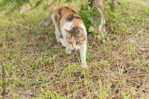 kitty on the grassland