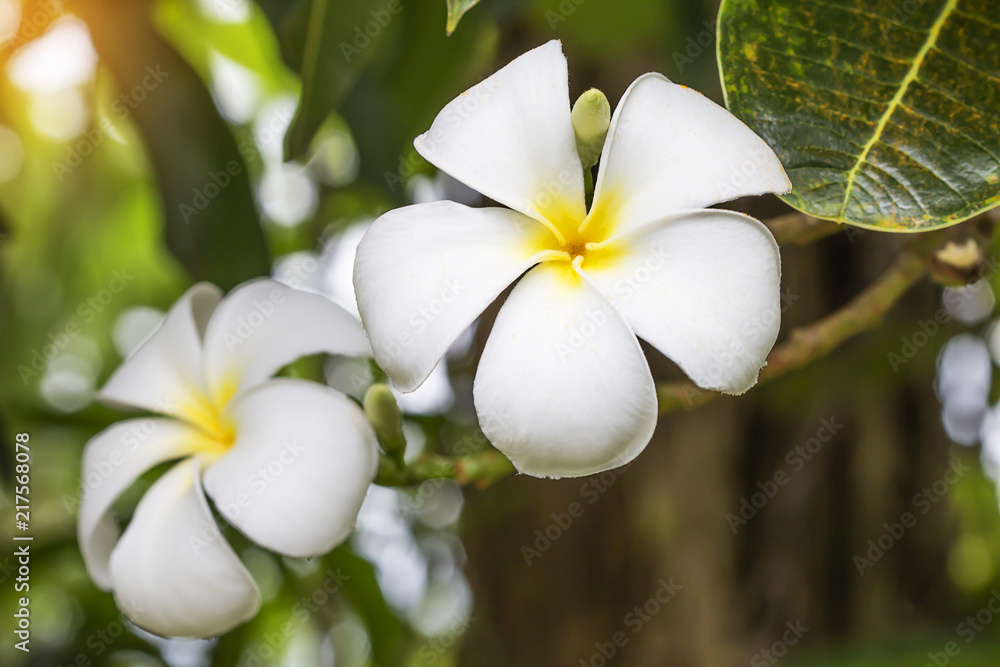 Obraz premium Beautiful white plumage in the garden.