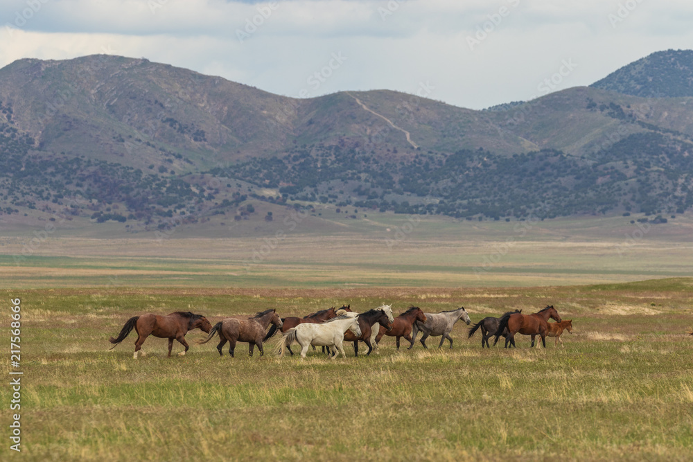 Wild Horses in Utah in Summer Wild Horses in Utah in Summer