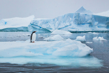 Fototapete Pinguin Pinguin zwischen Eisbergen der Antarktis  © Song_about_summer