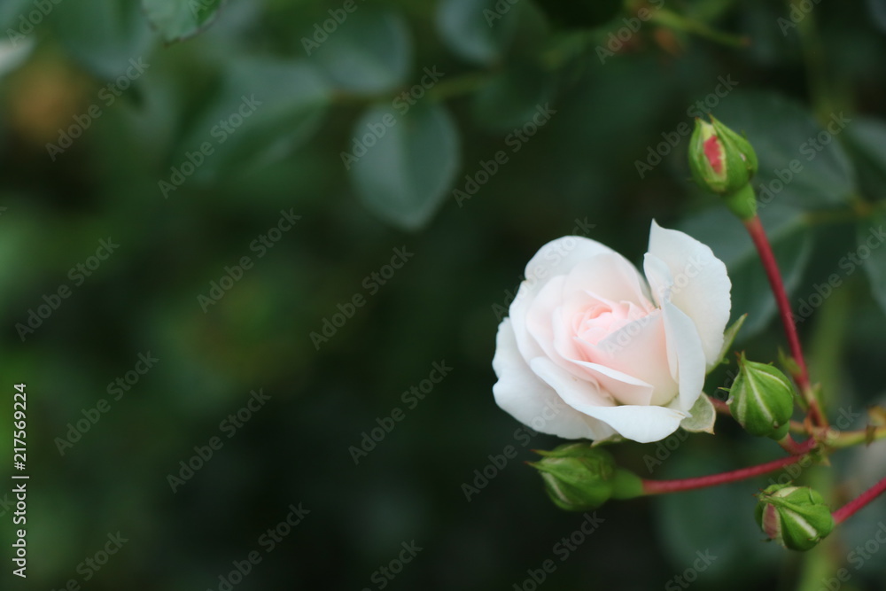 Rosa bianca Rosa bianca
