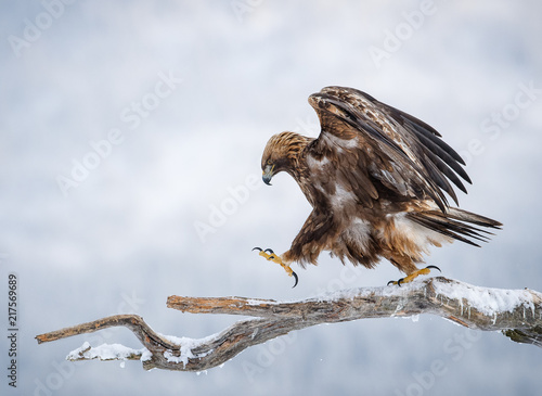 Golden eagle walking on pine branch