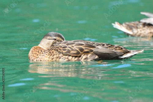 Stockente im Wasser photo