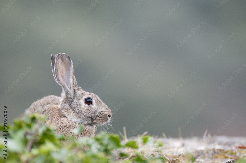Rabbit portrait in the natural habitat, life in the meadow. European rabbit, Oryctolagus cuniculus Rabbit portrait in the natural habitat, life in the meadow. European rabbit, Oryctolagus cuniculus