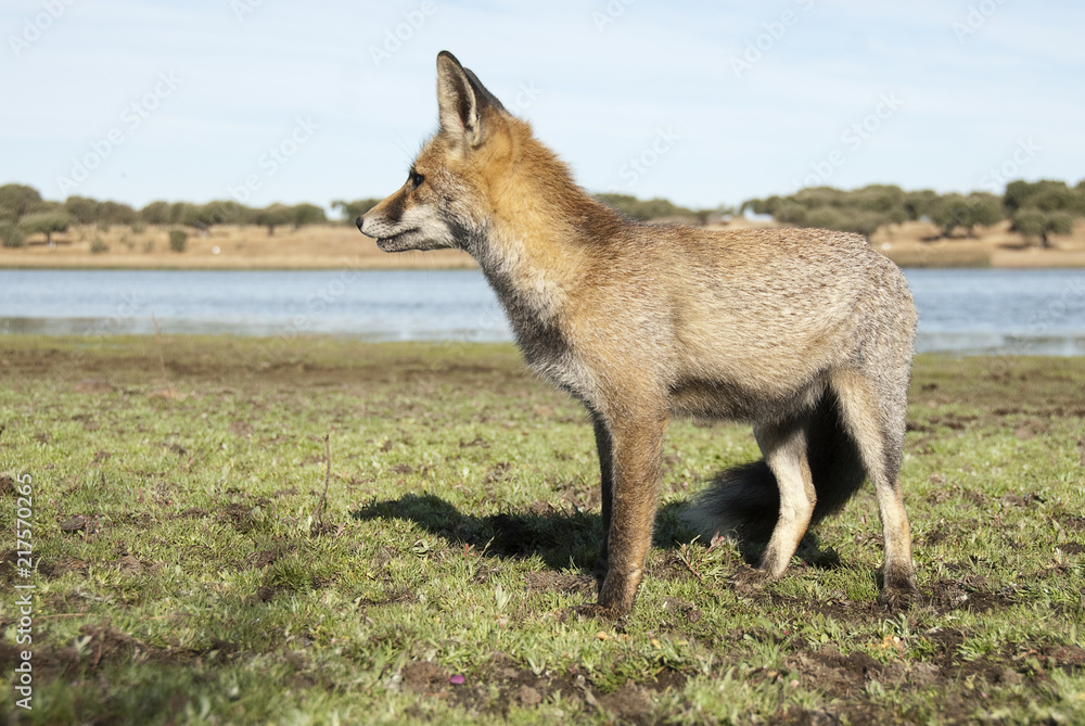 Obraz premium Fox, vulpes vulpes, Looking for food in the meadow, portrait