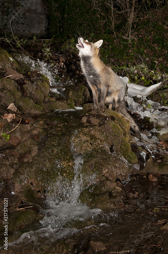 Fox  vulpes vulpes  in a waterfall with ice