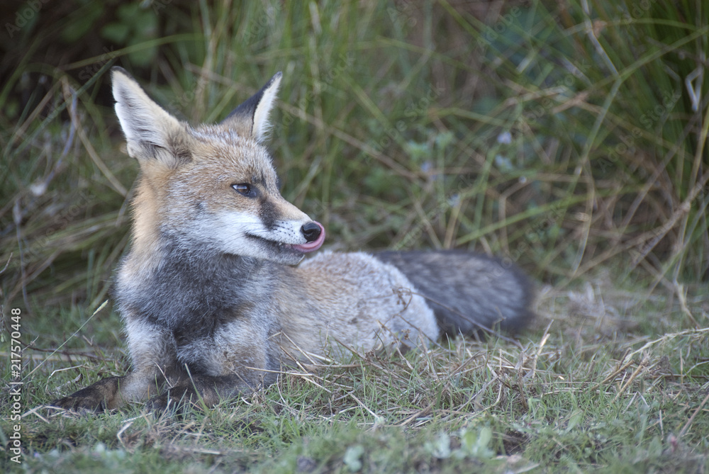 Fox, vulpes vulpes, Looking for food in the meadow, portrait Fox, vulpes vulpes, Looking for food in the meadow, portrait