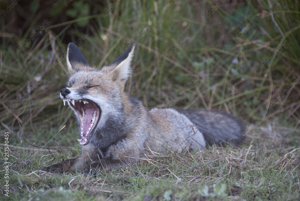 Fox, vulpes vulpes, Looking for food in the meadow, portrait