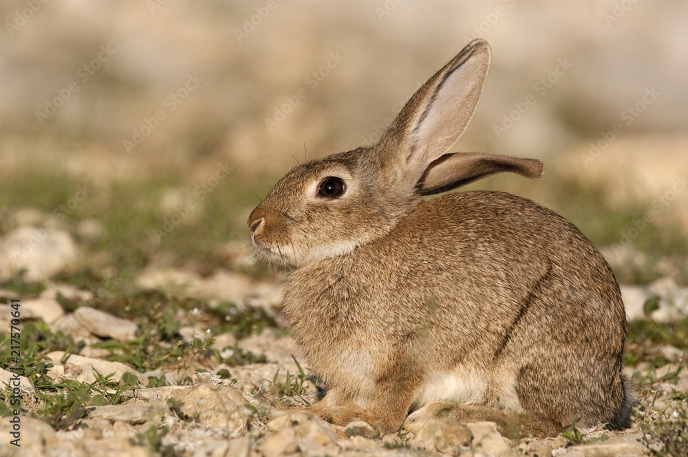 Rabbit portrait in the natural habitat, life in the meadow. European rabbit, Oryctolagus cuniculus Rabbit portrait in the natural habitat, life in the meadow. European rabbit, Oryctolagus cuniculus