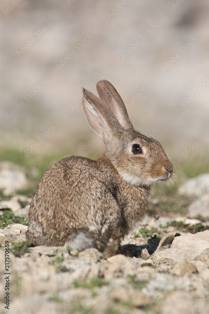 Rabbit portrait in the natural habitat, life in the meadow. European rabbit, Oryctolagus cuniculus Rabbit portrait in the natural habitat, life in the meadow. European rabbit, Oryctolagus cuniculus