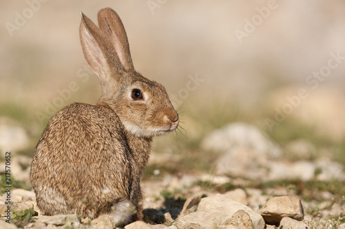 Rabbit portrait in the natural habitat, life in the meadow. European rabbit, Oryctolagus cuniculus © JAH