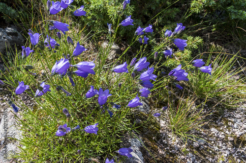 Incredibly beautiful purple flowers - bells in the forest along the way to the Eho hut. The mountain in the central Balkan astonishes with its beauty, fresh air and magnetism. photo