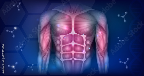 Muscles of the human body, torso and arms, beautiful colorful illustration on an abstract blue background.